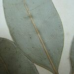 Anartia meyeri 葉