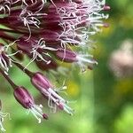 Allium atroviolaceum Flower