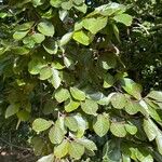 Fagus orientalisЛист