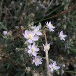 Spergularia rupicola Blomma