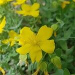 Hypericum cerastioides Flor