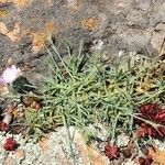 Dianthus gyspergerae Агульны выгляд