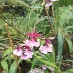 Ionopsis utricularioides ᱵᱟᱦᱟ