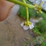 Ranunculus trichophyllus Fleur