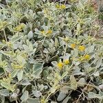 Phlomis olivieri Other