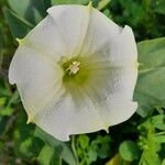 Datura inoxia Цветок