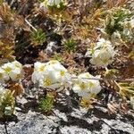 Zinnia acerosa