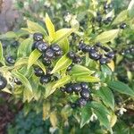 Sarcococca orientalis Ovoce