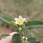 Sida alba Flower