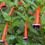 Cuphea ignea Blüte