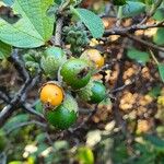 Cordia monoica ഫലം