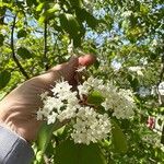 Viburnum prunifolium Flower