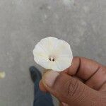 Ipomoea obscura Flower