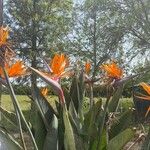 Strelitzia reginae Květ