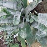 Aechmea fasciata Leaf