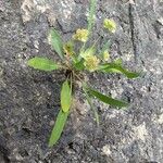 Bupleurum angulosum Квітка