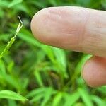 Microstegium vimineum Blüte