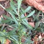 Lepidium virginicum Feuille