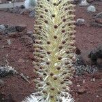 Argyroxiphium sandwicense Cvet