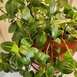 Peperomia glabella List