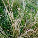 Nardus stricta Лист