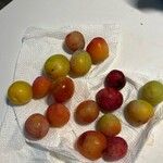 Espèce non identifiéeFruit