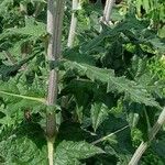 Echinops sphaerocephalus Bark