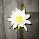 Echinopsis bridgesii 花
