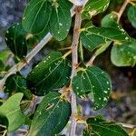 Ziziphus spina-christi Yaprak