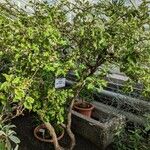 Olearia paniculata 整株植物