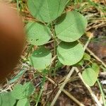 Grona triflora Leaf