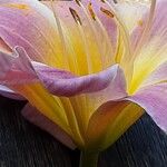 Lilium regale Çiçek