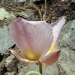 Calochortus persistens Fleur