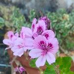Pelargonium cucullatum 花