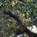 Quercus agrifolia Corteza