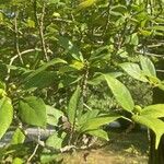 Ficus erecta Feuille