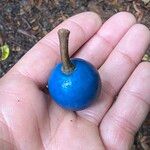 Elaeocarpus angustifolius Fruit