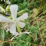 Silene dichotoma Fleur