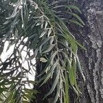 Grevillea robusta 葉