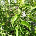 Teucrium arduini Лист