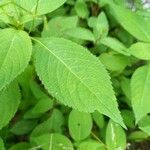 Impatiens parviflora Blatt