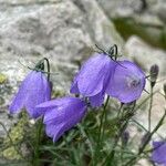 Campanula tatrae