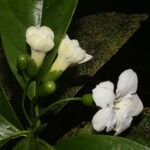 Bourreria costaricensis