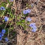 Pentanisia schweinfurthii Flors