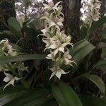 Prosthechea fragrans 葉