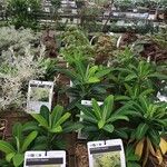 Euphorbia stygiana Hoja