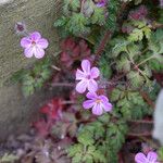 Geranium robertianumFlor