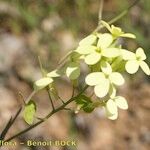Biscutella megacarpaea Floare