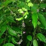 Desmodium purpusii Otro