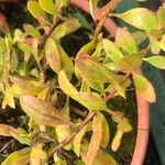 Eremophila oppositifolia Feuille